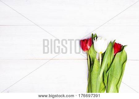 Early tulips on a light wooden background