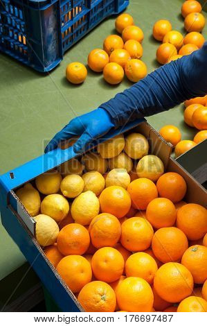 The Working Of Oranges