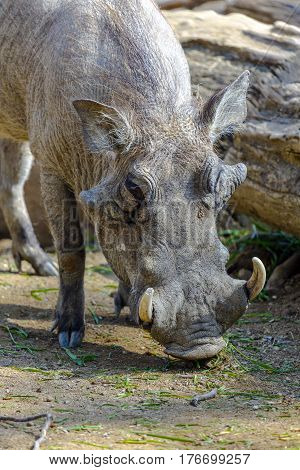 Warthog or Common Warthog Phacochoerus africanus is a wild member of the pig family