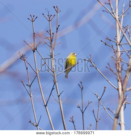 Male European Greenfinch Carduelis chloris close-up portrait on top of tree against sky selective focus shallow DOF.