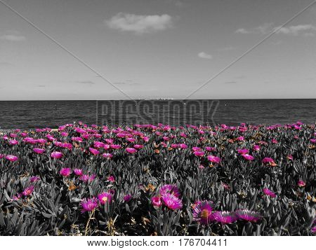 Landscape with resalted flowers and sea view
