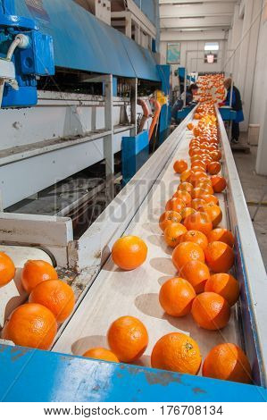 The Working Of Orange Fruits