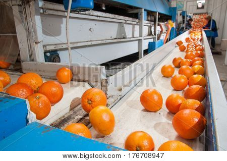 The Working Of Orange Fruits