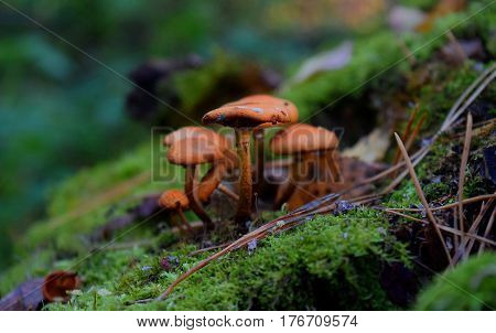 Mushroom moss and small insect in forest Altai Region Siberia Russia