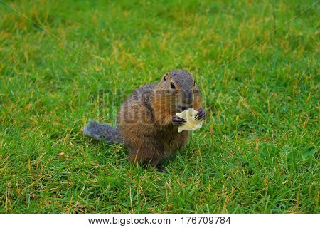 Gopher eating cookies on the green field Republic of Altai Siberia Russia