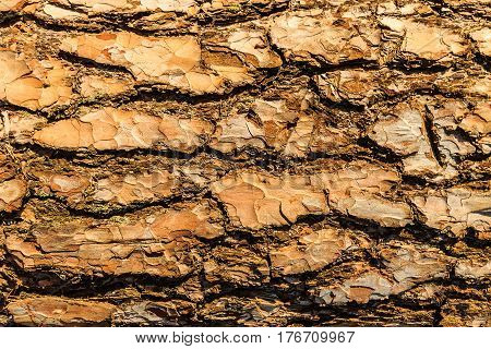 Bark Of Pine Tree Teture.