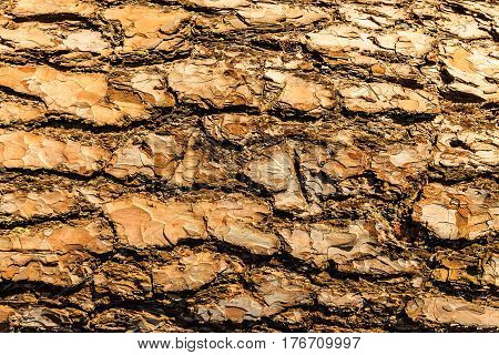 Bark Of Pine Tree Teture.