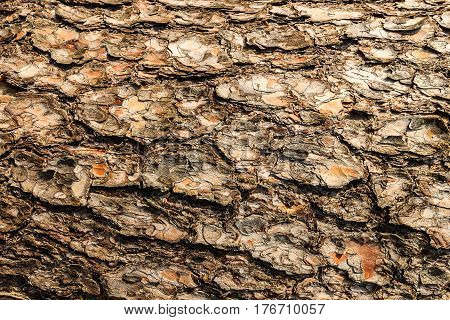Bark Of Pine Tree Teture.