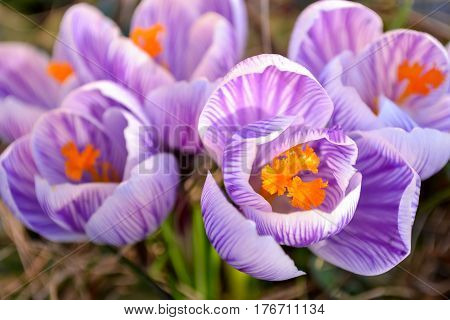 Crocus sativus purple with stripes close  up. Purple flower in spring. Macro of crocus blooming in spring. Flower pattern.