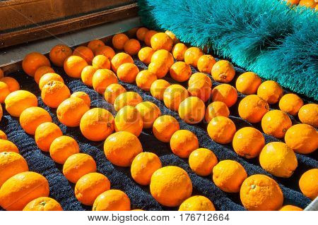 The Working Of Citrus Fruits