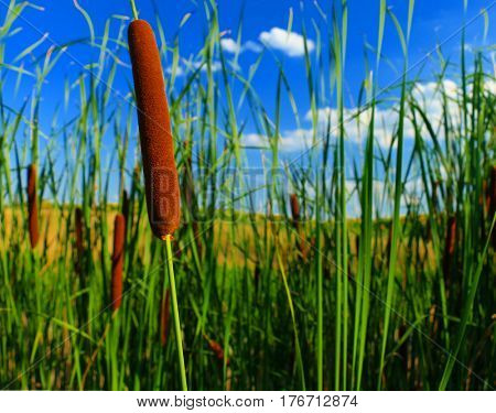 Typha latifolia, Common Bulrush, Broadleaf Cattail