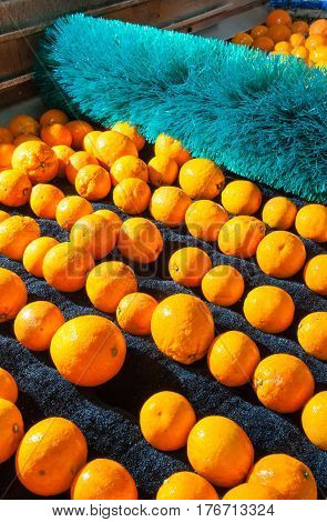 The Working Of Citrus Fruits
