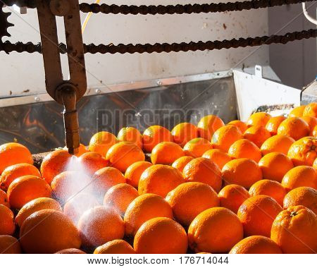 The Working Of Citrus Fruits