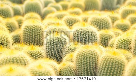 Cactus and house plant garden concept - Close up many of golden cactus in cactus farm with day light and copy space