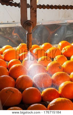 The Working Of Citrus Fruits