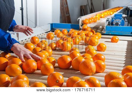 Manual checking of tarocco oranges in the carriage of a modern production line