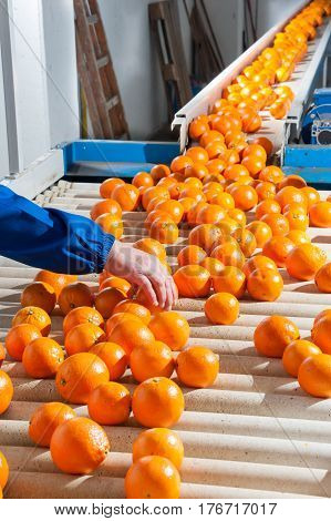 Manual checking of tarocco oranges in the carriage of a modern production line