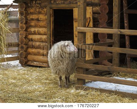 Long- haired sheep in a pen near wooden barn