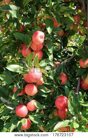 Vertical image of heavy tree branches with ripe apples, ready to
be harvested in orchard and brought to market.