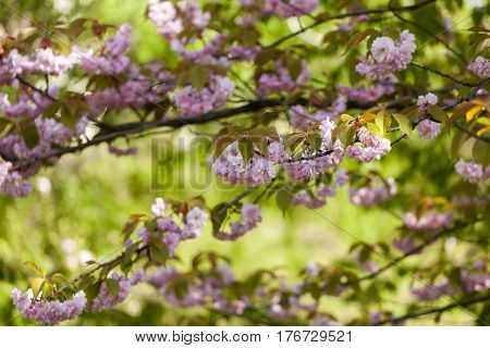 Flowering Of A Beautiful Japanese Cherry In A Botanical Garden Against A Background Of Green Leaves.