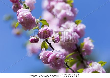 Flowering Of A Beautiful Japanese Cherry In A Botanical Garden Against A Blue Sky. Cherry Small-log.