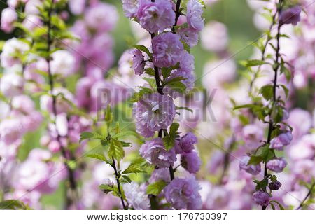 Flowering Of A Beautiful Japanese Cherry In A Botanical Garden. Cherry Small-log. Spring. Kiev. Ukra