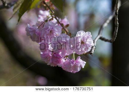 Flowering Of A Beautiful Japanese Cherry In A Botanical Garden. Cherry Small-log. Spring. Kiev. Ukra