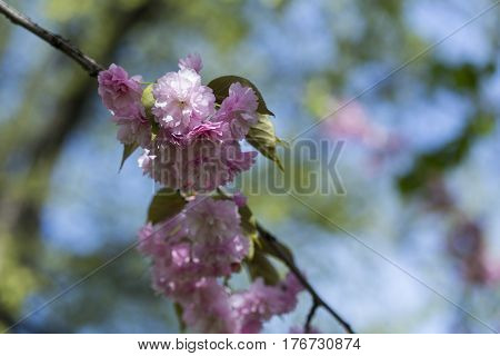 Flowering Of A Beautiful Japanese Cherry In A Botanical Garden. Cherry Small-log. Spring. Kiev. Ukra