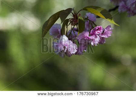 Flowering Of A Beautiful Japanese Cherry In A Botanical Garden Against A Background Of Green Leaves.
