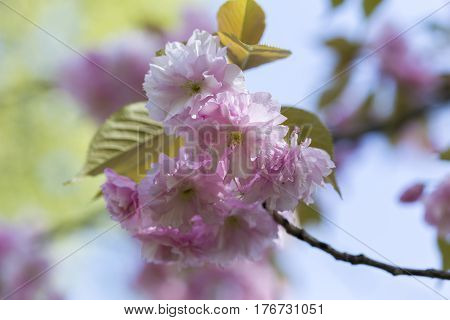 Flowering Of A Beautiful Japanese Cherry In A Botanical Garden. Cherry Small-log. Spring. Kiev. Ukra