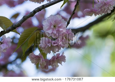 Flowering Of A Beautiful Japanese Cherry In A Botanical Garden. Cherry Small-log. Spring. Kiev. Ukra