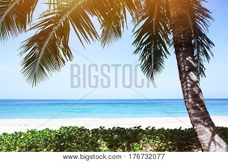 Tropical palm tree at emptry beach resort. Space for text