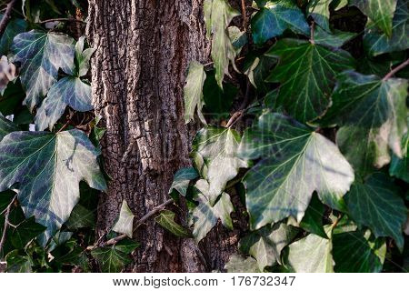 Beautiful wild ivy on tree bark in the park. Ivy is weaving on wood.