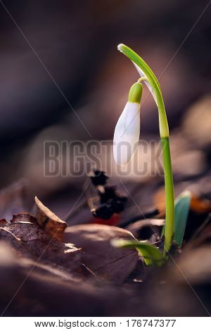Single snowdrop flower growing in forest through rusty old leaves against sunlight. White and green colors in contrast with brown dark colors of leaves. Close up image with shallow focus.