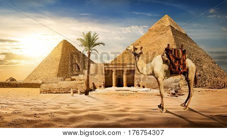 Camel near entrance to pyramid of Cheops