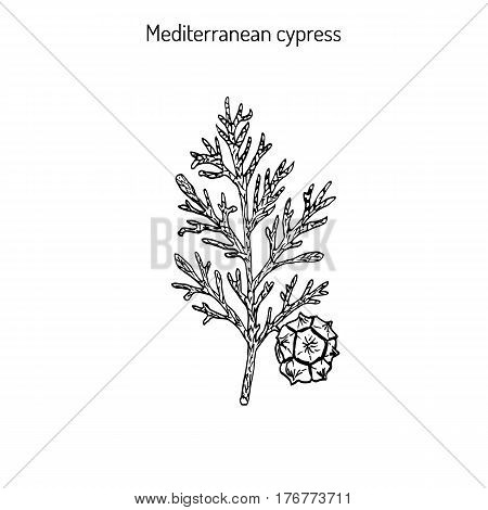Mediterranean Cypress branch Cupressus sempervirens . Vector illustration