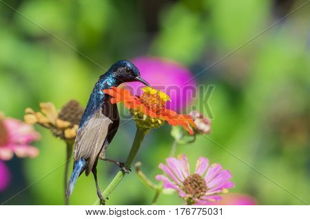 Image of a bird (purple sunbird) perched on flowers. Wild Animals.