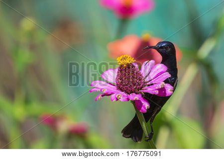 Image of a bird (purple sunbird) perched on flowers. Wild Animals.