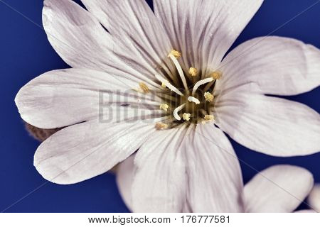 detail of white chrysanthemum Bristle flowerin garden