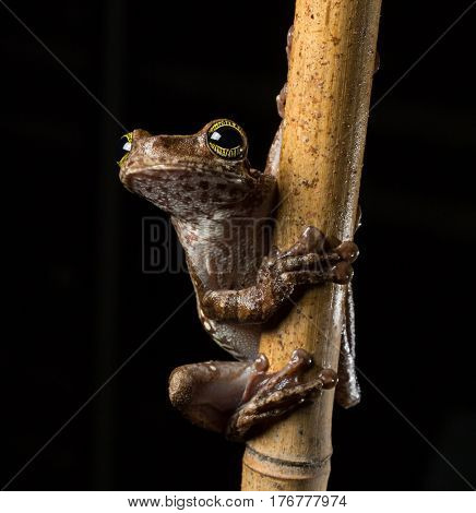Tropical tree frog, Osteocephalus taurinus. A treefrog from the Amazon raon forest with beautiful colored eyes. Macro of an exotic animal at night.