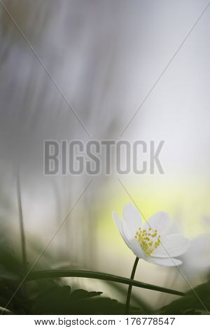Spitituality and fragility in wild spring flowers, wood nemone nemorosa. A macro of a delicate and fragile wildflower. Narrow DOF soft nature background.