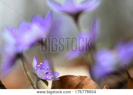 Blue spring wildflower liverleaf or liverwort, Hepatica nobilis. A delicate and fragile wild forest flower. Symbol for fragility soft focus image