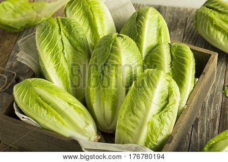 Raw Green Organic Romaine Lettuce