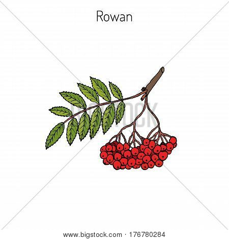 Rowan or mountain-ash tree branch with berries. Vector illustration