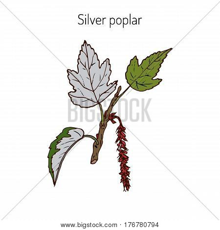 Populus alba, silver poplar, or silverleaf poplar, or white poplar. Vector illustration