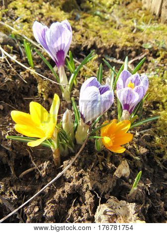crocus flowering in the garden in early spring