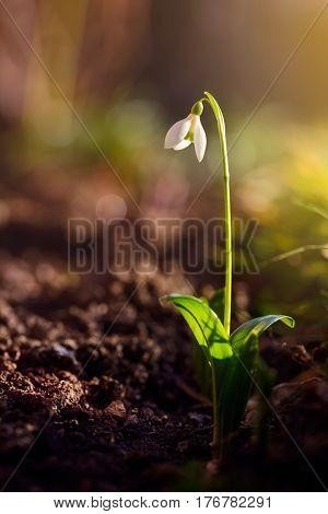 Single snowdrop flower blooming in sunny spring day. Warm light tones in contrast with brown dark colors of soil. Close up photo with shallow focus.