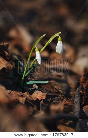 Two snowdrops growing in forest through rusty old leaves. White and green colors in contrast with brown dark colors of leaves. Close up image with shallow focus.