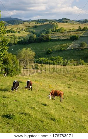Cows on a green meadow eating grass in the light of the setting sun