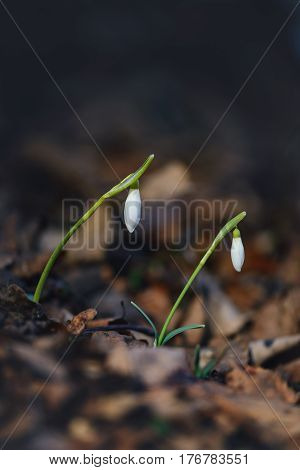 Twin snowdrops growing in forest among rusty old leaves. White and green colors in contrast with brown dark colors of leaves. Close up image with shallow focus. Vertical view.